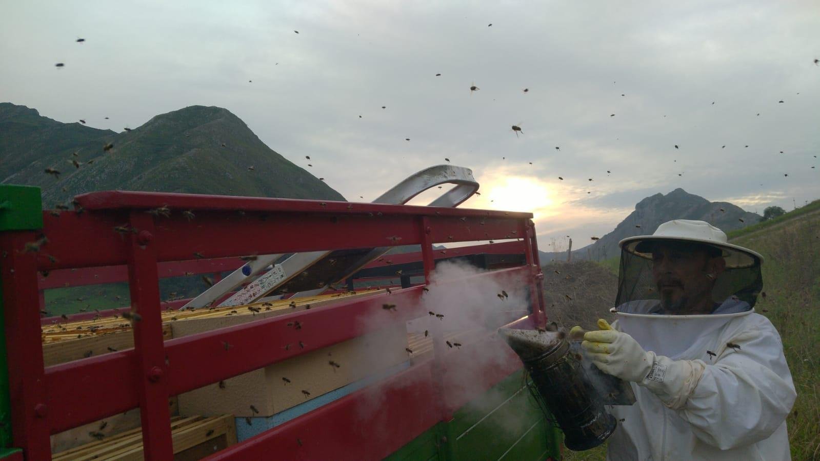 Apicultor con traje blanco y ahumador junto a un remolque de colmenas, al atardecer, con las montañas detrás y abejas en el aire.