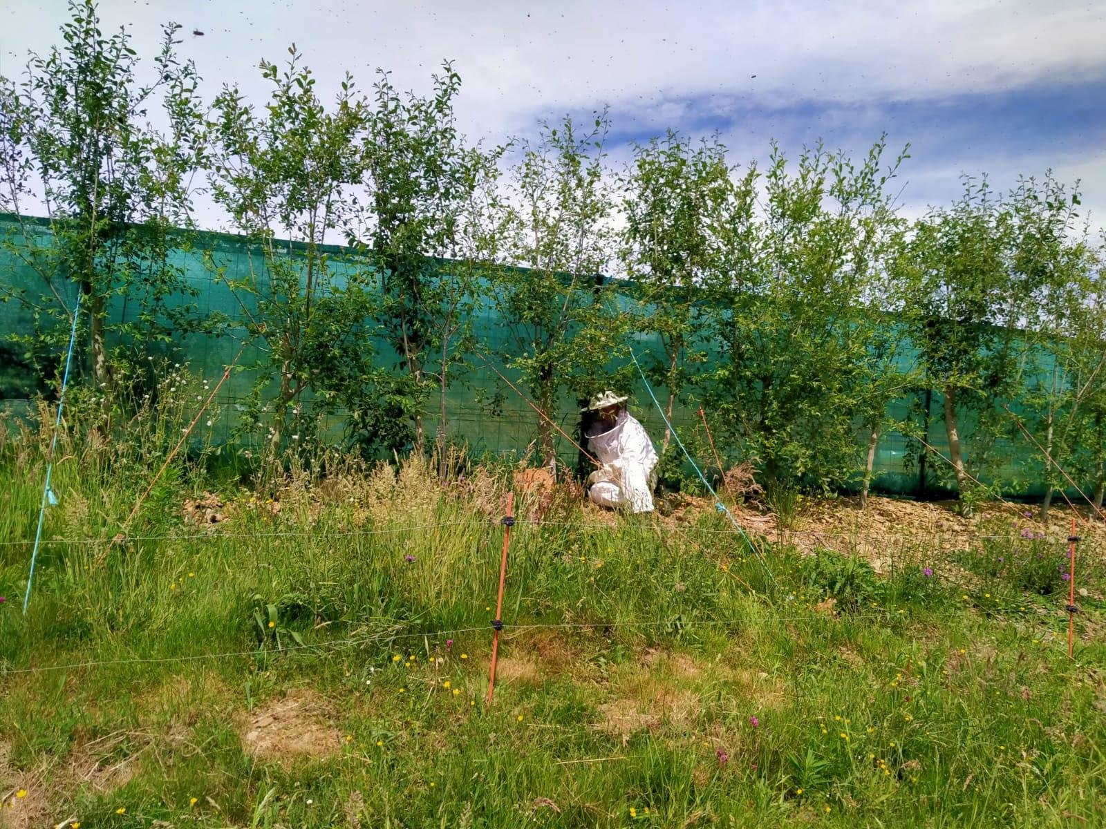 Apicultor de blanco, agachado entre frutales y hierba alta, recogiendo un enjambre fuera del colmenar.